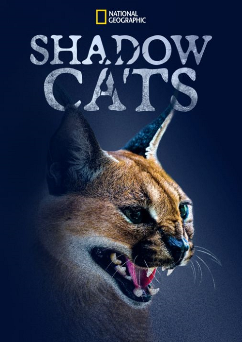 SHADOW CATS (2022)