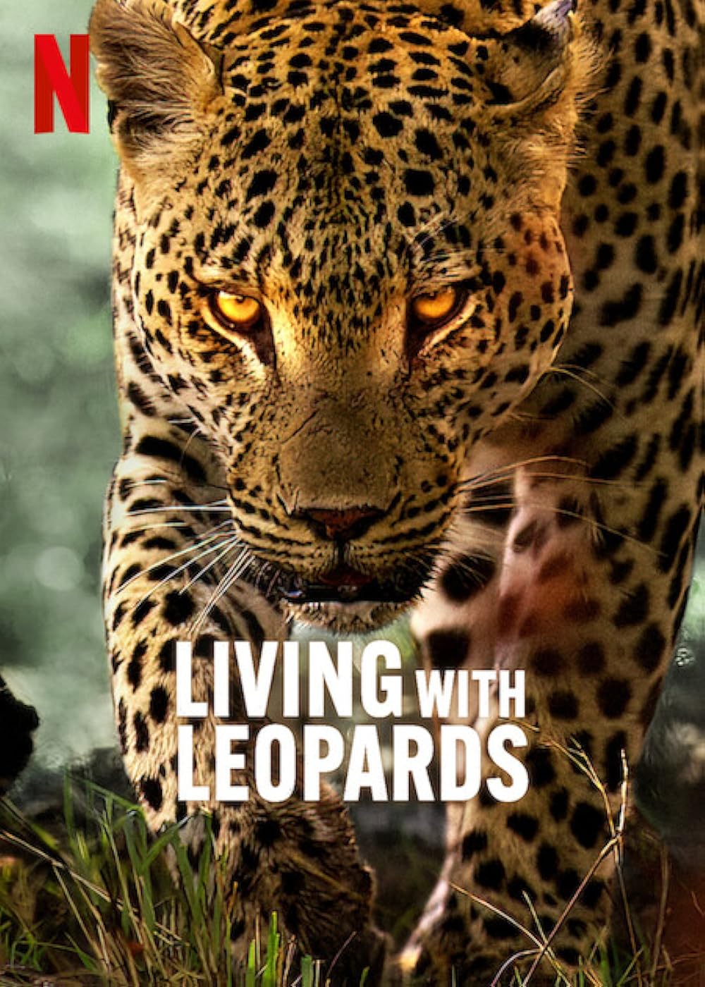Living with Leopards (2024) อยู่กับเสือดาว