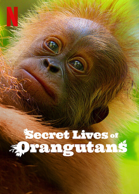 Secret Lives of Orangutans ชีวิตลับอุรังอุตัง (2024) Secret Lives of Orangutans ชีวิตลับอุรังอุตัง (2024)